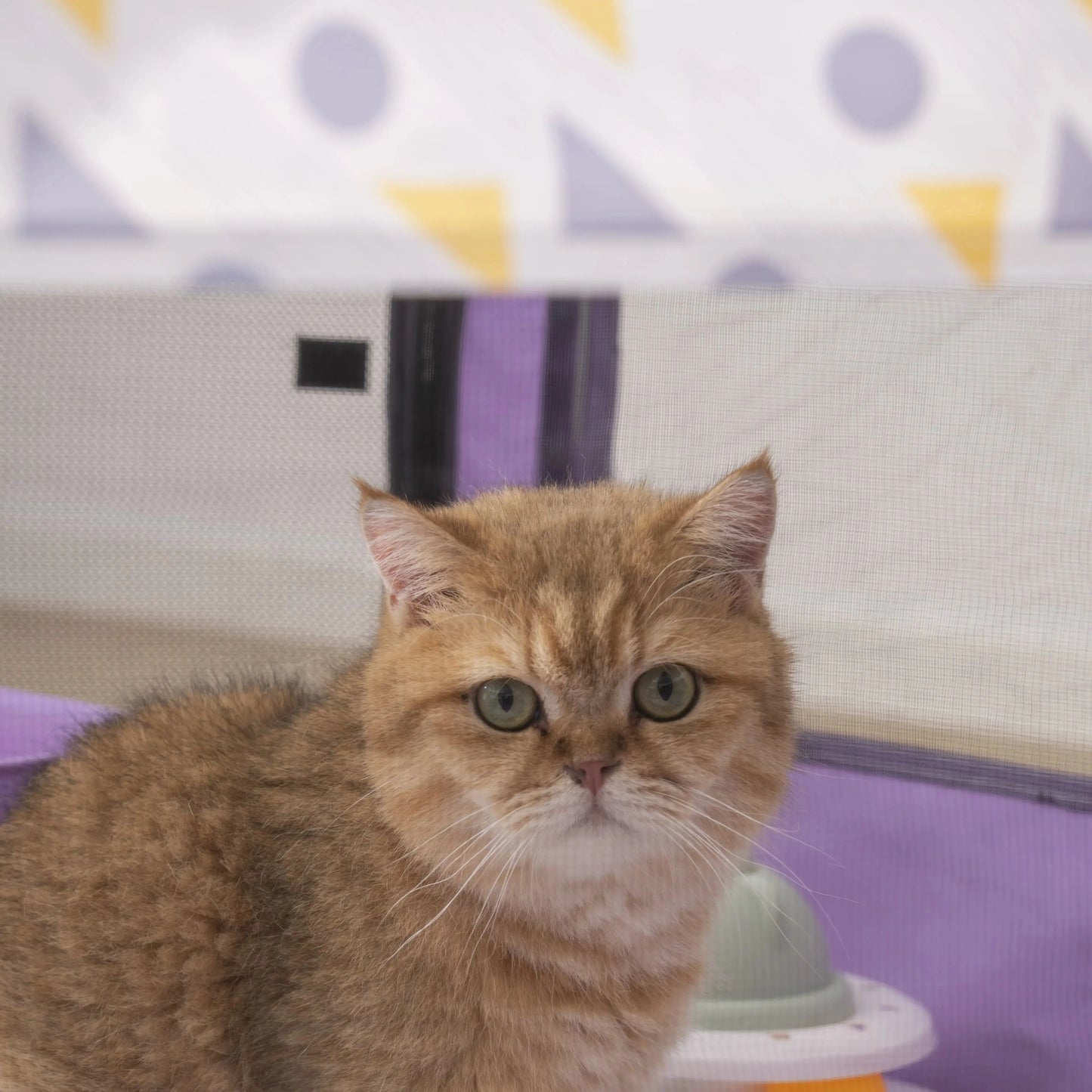 Foldable Mesh Ventilated Circular Cat Nest And Dog Pet House